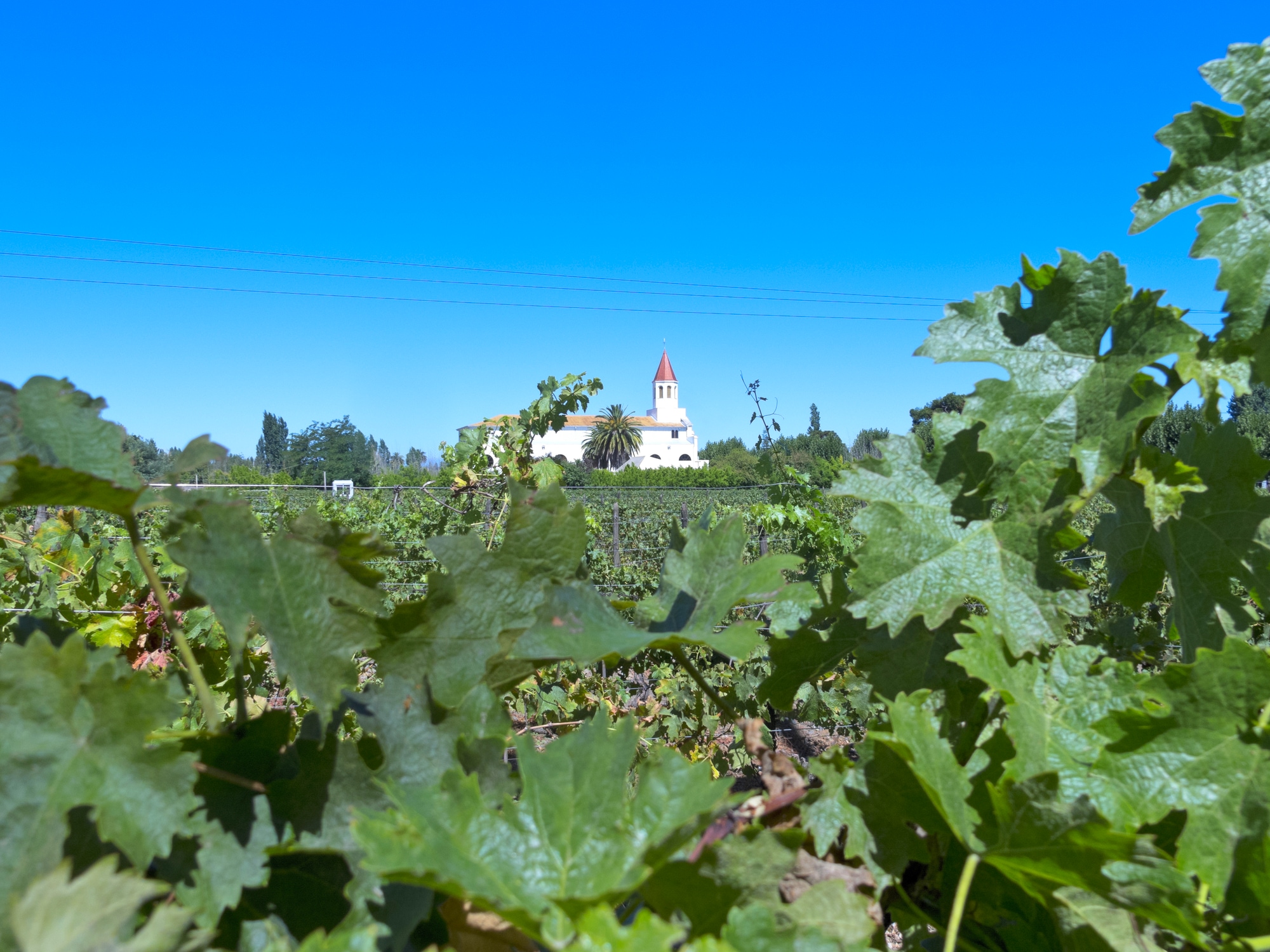 Les vignobles, véritable héritage chilien