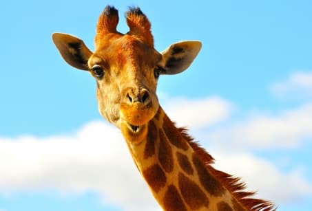 Dessine-moi une girafe