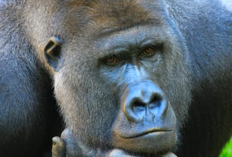 L'essentiel du Rwanda : volcans, gorilles & safari