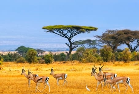 Safari Afrique du Sud & Swaziland