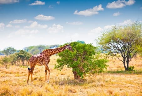 Tanzanie, au rythme de la brousse