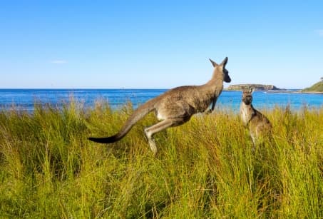 Dessine -moi un kangourou en Australie