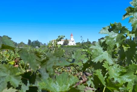 Les vignobles, véritable héritage chilien