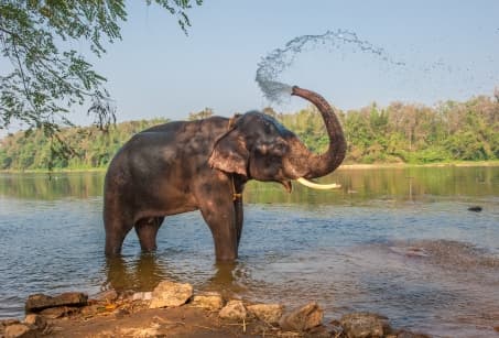 Dessine-moi un éléphant au Kerala