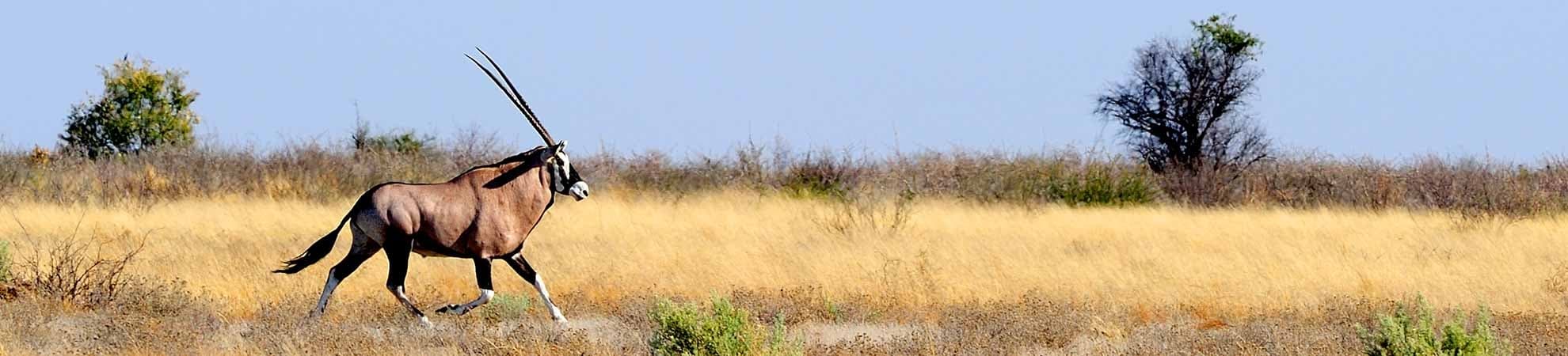 Voyage Le Botswana