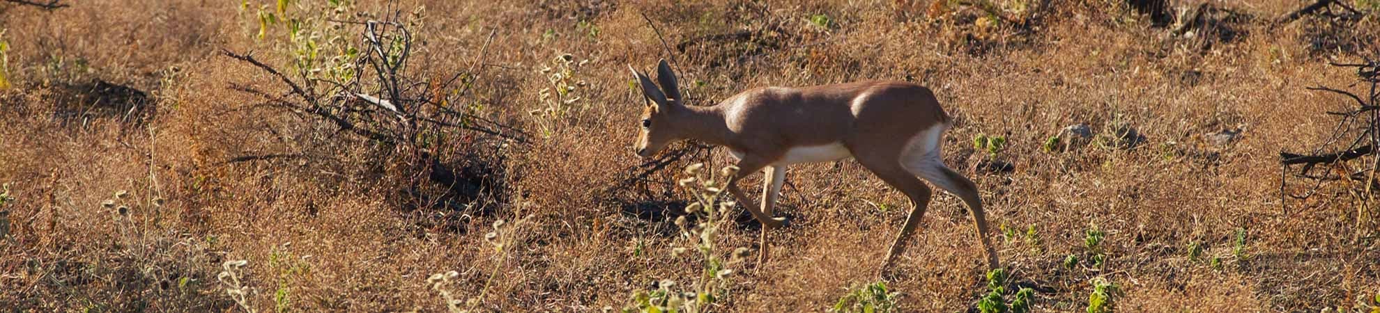 Voyage Madikwe Game Reserve