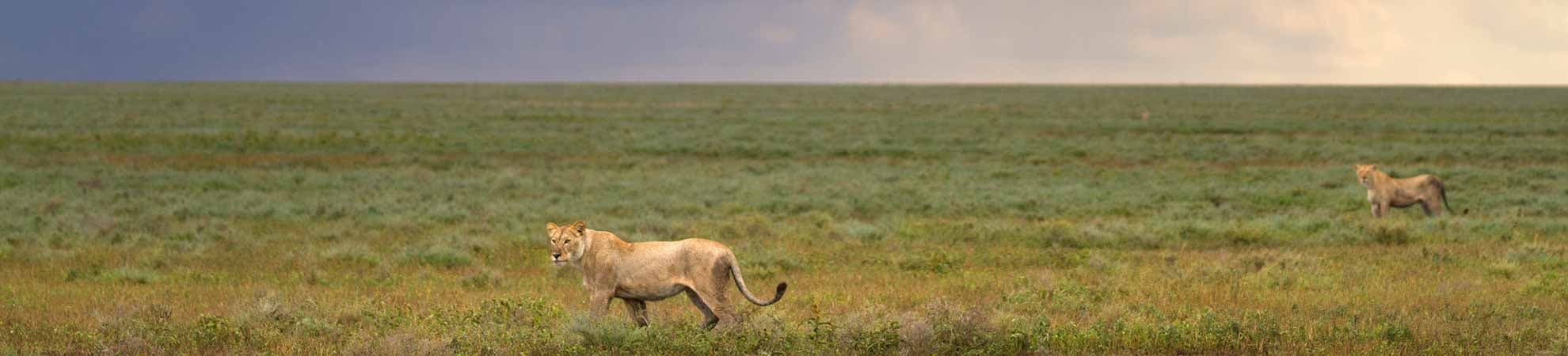Voyage Ndutu