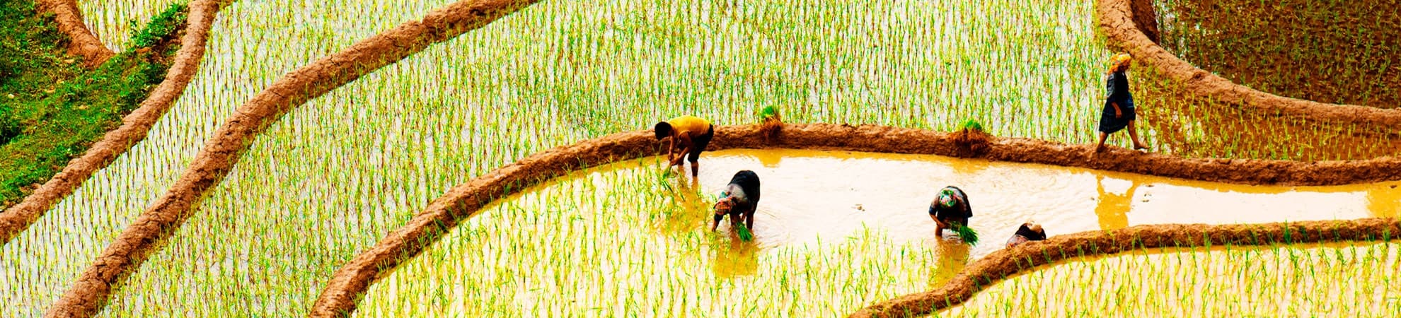 Fiche pays Vietnam