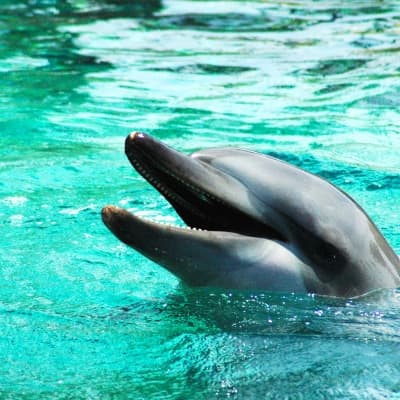 Nagez avec les dauphins ! (Adelaïde)