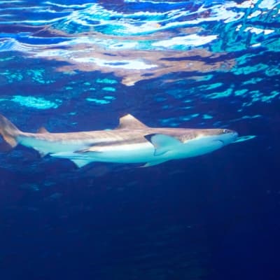 Aquarium de Vancouver