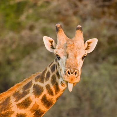 Deux activités par jour proposées par le lodge (Central Kalahari et Makgadikgadi Pans)