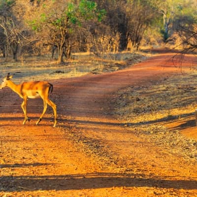 Safari guidé en 4x4 au Kruger