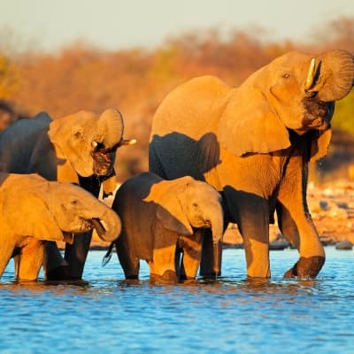 Safaris dans le parc d'Etosha