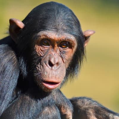 Visite de Chimpanzee Eden-Institut Jane Goodall à Nelspruit
