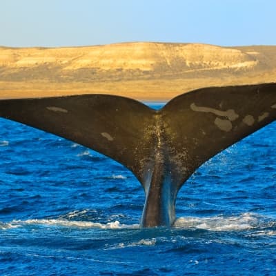 Croisière à la rencontre des baleines