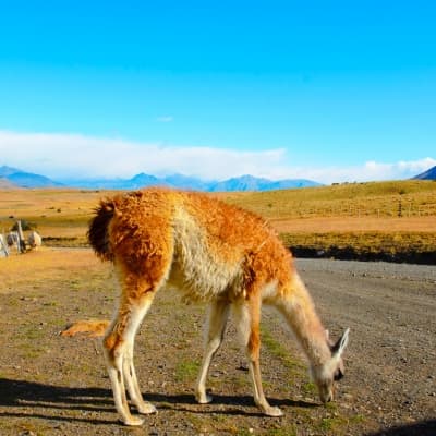 Journée dans une estancia en Patagonie