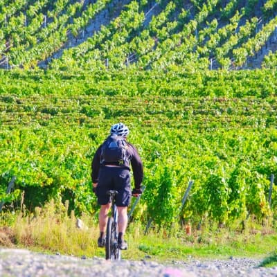 Tour en vélo dans les vignes