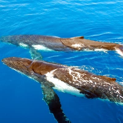 Observation des baleines de Nouvelle Calédonie