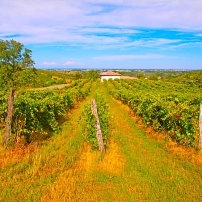 Route des vins prestige au cœur de Margaret River