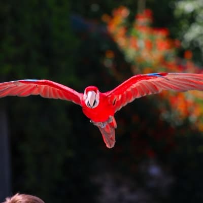 Parc des oiseaux Tropicana