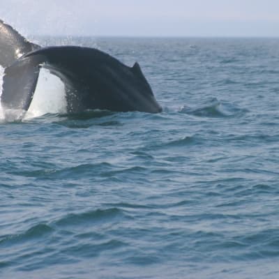Croisière d'observation des baleines