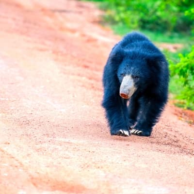 Centre de réhabilitation des espèces en danger de Jirisan