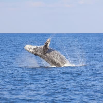 Observation de baleines (juillet à octobre)