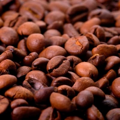 Découverte des plantations de café