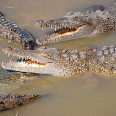 Ferme d'élevage de crocodiles