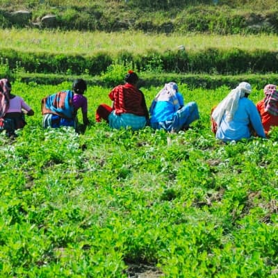 Déjeuner dans une plantation d’épices à Kalaketty Estate