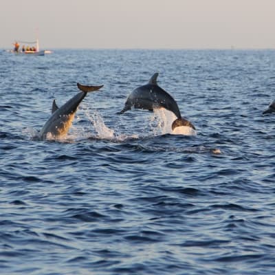 Excursion "les dauphins"