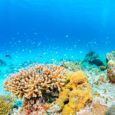Journée snorkeling à Menjangan