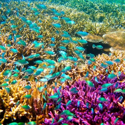 Snorkeling au milieu des poissons multicolores