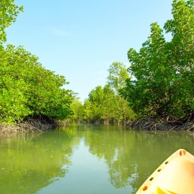 Canoë dans la mangrove