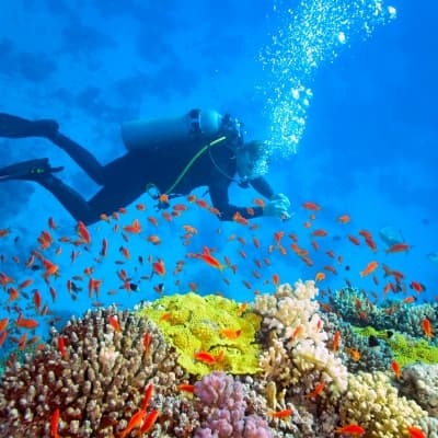 Le Moorea Dolphin Center