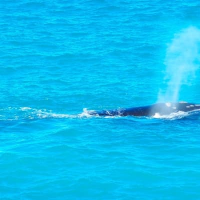 Observation des baleines du pacifique
