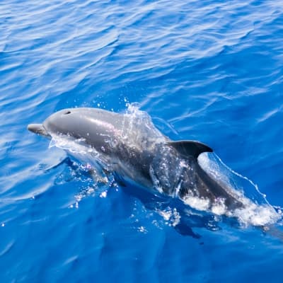 Rencontre avec les dauphins et les baleines