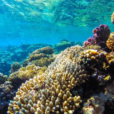 Tour ecologique du récif corallien