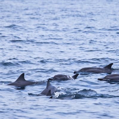 Observation des cétacés et des dauphins à long bec