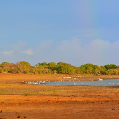 Visite de la réserve de Yala en 4 x 4
