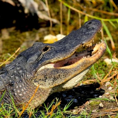 Everglades avec tour en Airboat (réservable par nos soins)