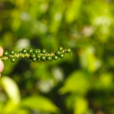Au cœur d'une plantation de poivrier