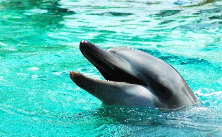 Nagez avec les dauphins ! (Adelaïde)
