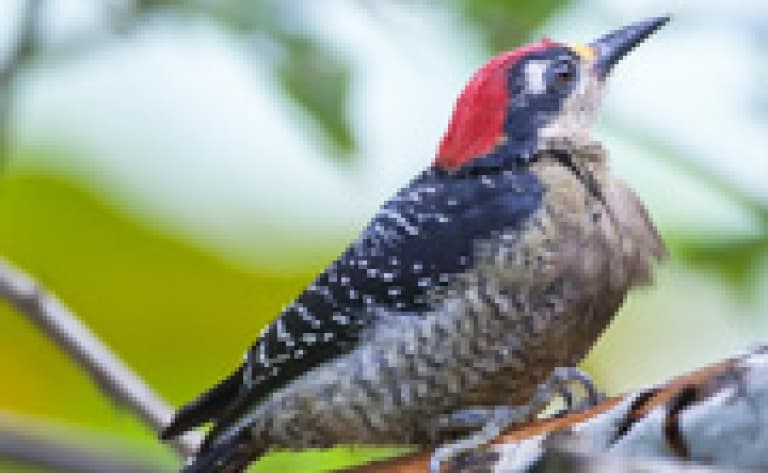 Ornithologie aux premières lueurs de l’aube