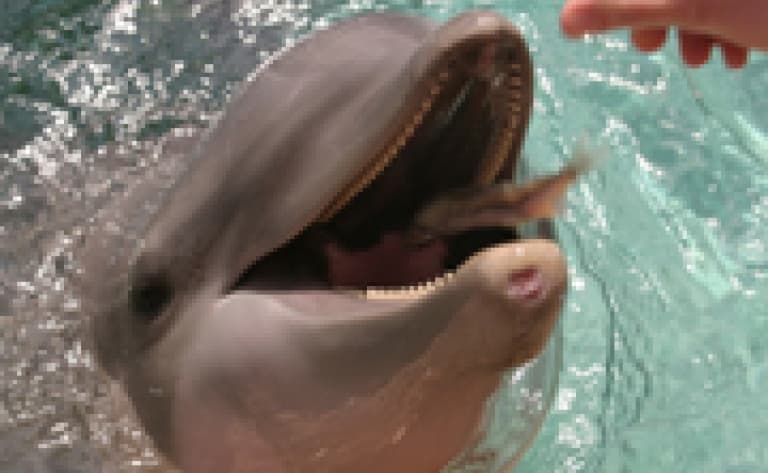 Rencontre avec des dauphins à Lovina