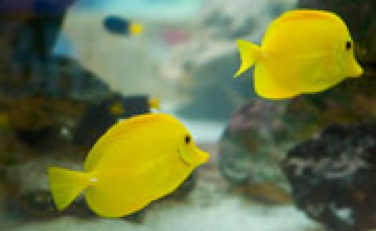 Visite de l'Aquarium de Bangkok