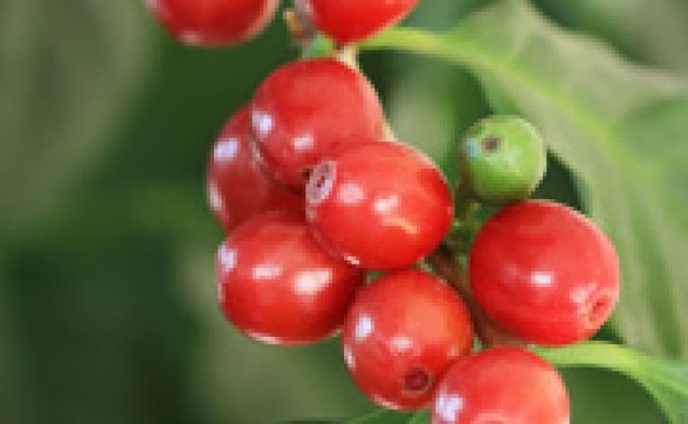 Visite d'une plantation de café
