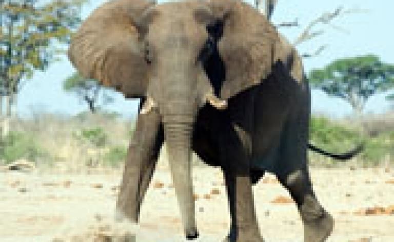 Elephant Sanctuary