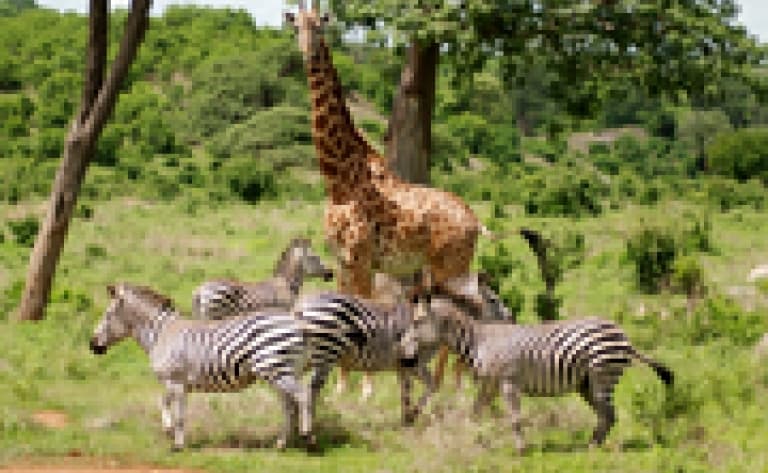 Safari accompagné au cœur du parc Kruger