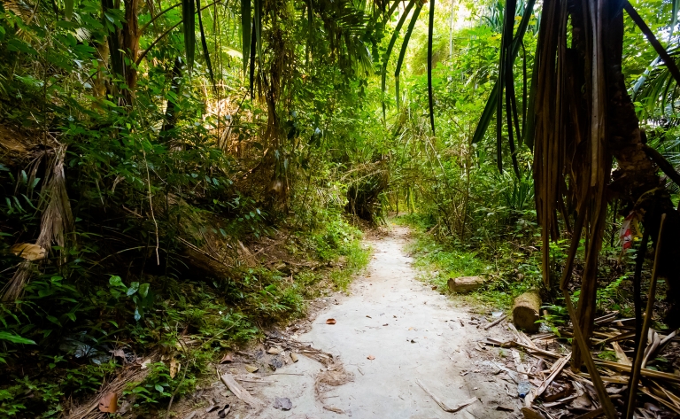 Dans la jungle de Pangkor
